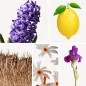 Preview: Duftnoten: Hyazinthe, Jasmin, Vetiver, Zitrone, Schwertlilie Preview: Duftnoten: Hyazinthe, Jasmin, Vetiver, Zitrone, Schwertlilie